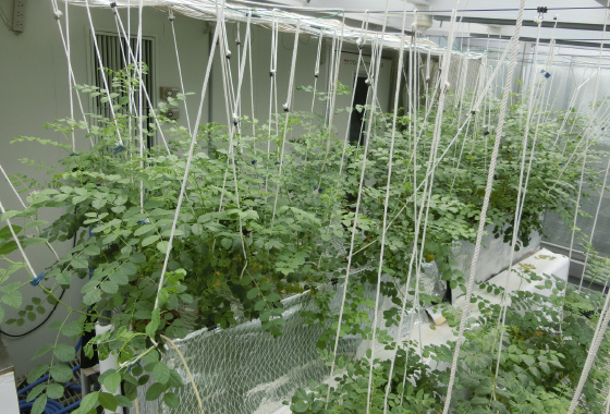 Natural-light growth cabinet