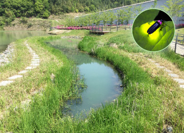 Technology for creating a firefly biotope