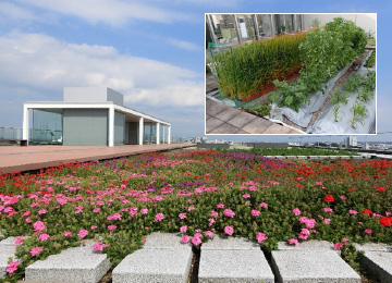 Artificial lightweight culture soil: “K-SOIL” Ever Cool Gardenn: Rooftop greening with enhanced evapotranspiration