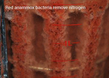 Highly efficient nitrogen-removal system “EDES®”