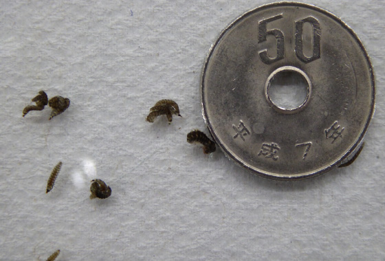 Firefly larvae that are difficult to collect