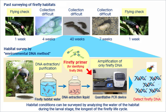 Understand firefly habitat conditions using environmental DNA