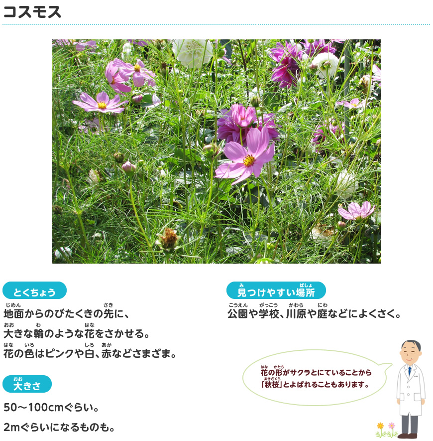 コスモス
