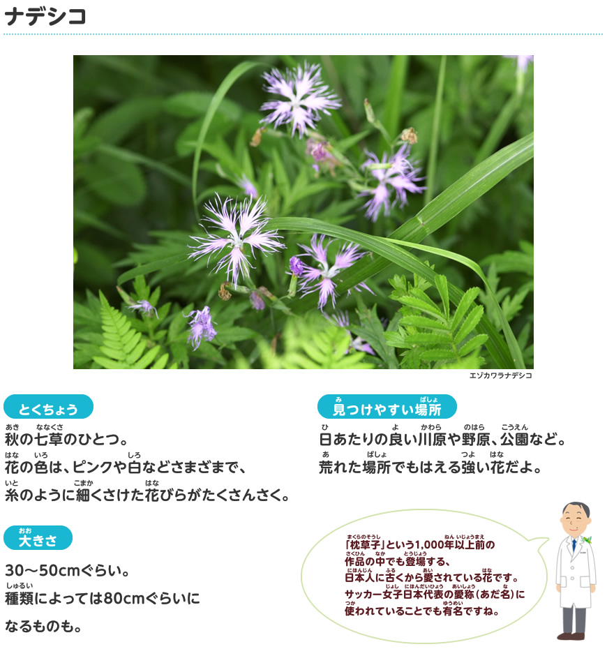 ナデシコ