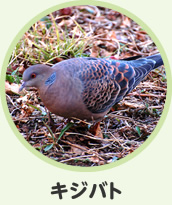 キジバト