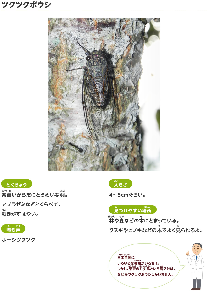 ツクツクボウシ