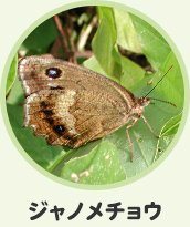 ジャノメチョウ