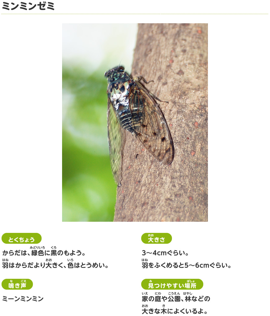 ミンミンゼミ