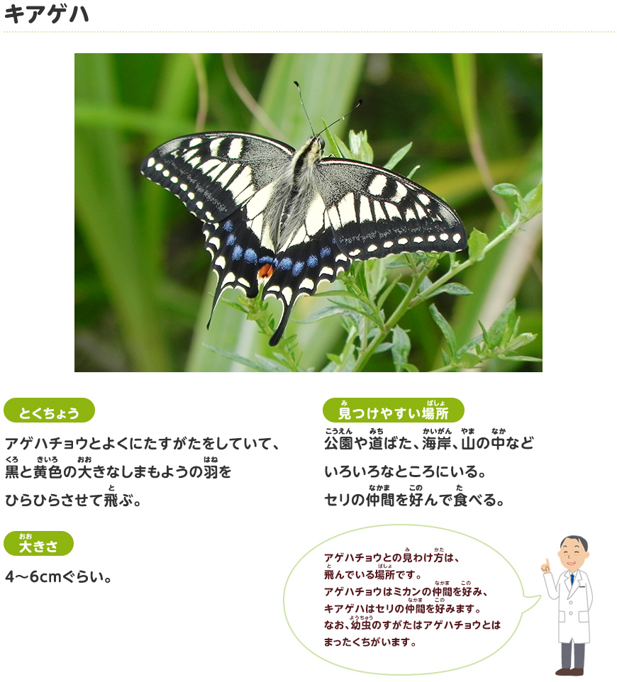 キアゲハ