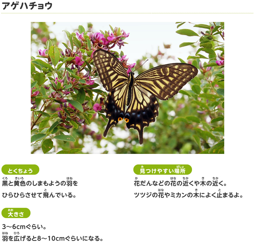 アゲハチョウ
