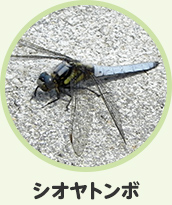 シオヤトンボ