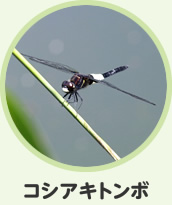 コシアキトンボ