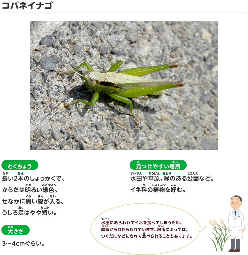コバネイナゴ
