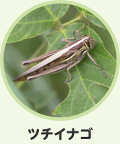 ツチイナゴ