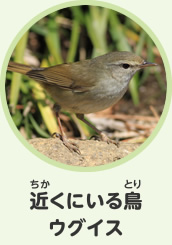 近くにいる鳥　ウグイス