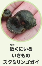 近くにいるいきもの　スクミリンゴガイ