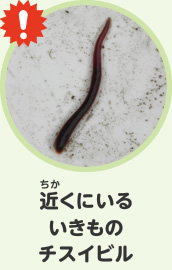 近くにいるいきもの　チスイビル