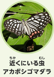 近くにいる虫　アカボシゴマダラ