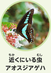 近くにいる虫　アオスジアゲハ