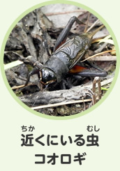 近くにいる虫　コオロギ