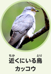 近くにいる鳥　カッコウ