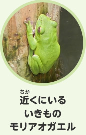 近くにいるいきもの　モリアオガエル