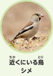近くにいる鳥　シメ
