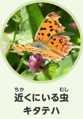 近くにいる虫　キタテハ