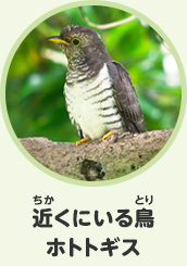近くにいる鳥　ホトトギス