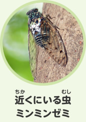 近くにいる虫　ミンミンゼミ
