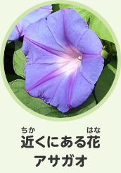 近くにある花　アサガオ
