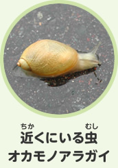 近くにいるいきもの　オカモノアラガイ