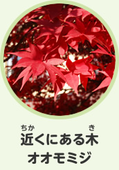近くにある木　オオモミジ