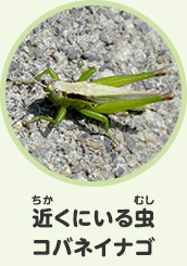 近くにいる虫　コバネイナゴ