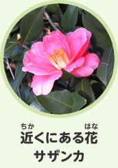 近くにある花　サザンカ