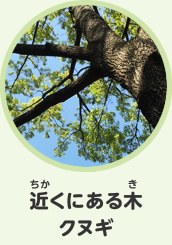 近くにある木　クヌギ