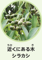 近くにある木　シラカシ