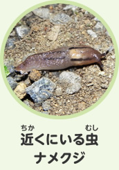 近くにいる虫　ナメクジ