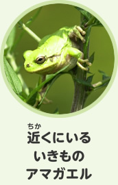 近くにいるいきもの　アマガエル