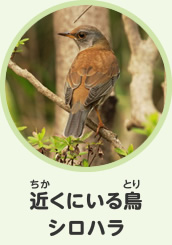 近くにいる鳥　シロハラ