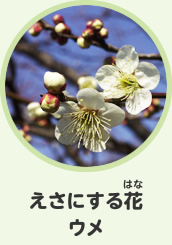 えさにする花　ウメ