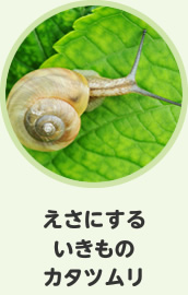 えさにするいきもの　カタツムリ