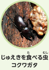 じゅえきを食べる虫　コクワガタ