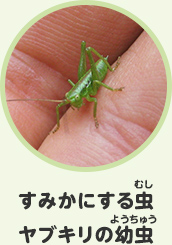 すみかにする虫　ヤブキリの幼虫