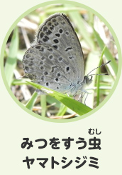 みつをすう虫　ヤマトシジミ