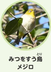 みつをすう鳥　メジロ
