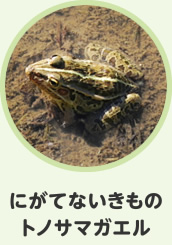 にがてないきもの　トノサマガエル