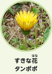 すきな花　タンポポ