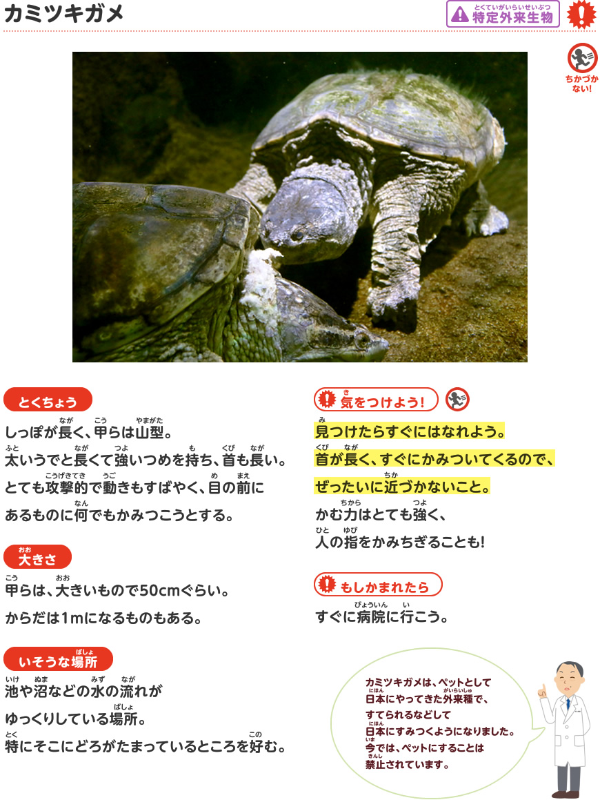 カミツキガメ