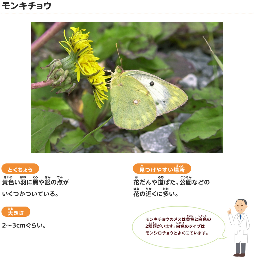 モンキチョウ
